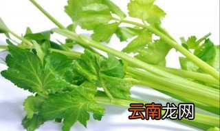 芹菜根泡水喝的功效 芹菜根泡水喝的功效有哪些