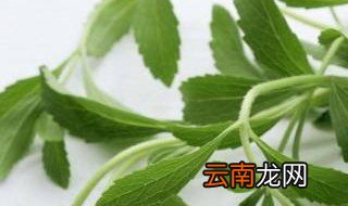 马耳菜作用与功效菜 马耳菜对人体的好处