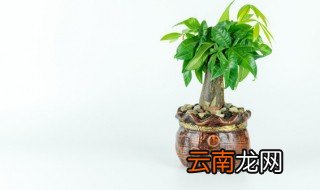 花叶子发黄干枯是怎么回事 导致花叶子发黄干枯的原因