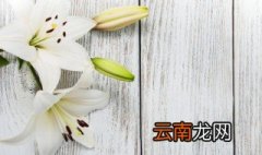 香水百合在冬季多长时间浇水 香水百合冬天怎样浇水