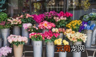 风信子的土培第一次浇水吗 土培的风信子多久浇一次水