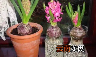 水培风信子怎么改土培 水培风信子怎样转为土培