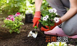 土培怎么变水培 水培转土培的注意事项
