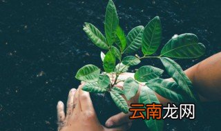 可以自配水培花草营养液吗 怎样自配养花营养水
