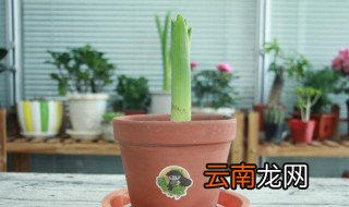 风信子水培后可以土培吗，水培后的风信子可以土培吗