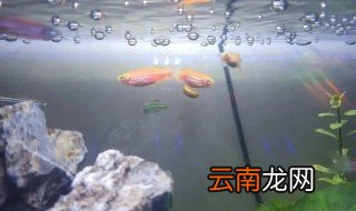 家养冷水鱼为什么养不大 养不大的冷水鱼