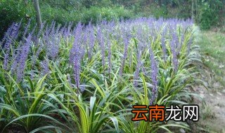 花土偏碱性怎么解决 花土偏碱性改善方法