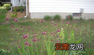 小花葱种植盆栽方法 小花葱怎么种植盆栽