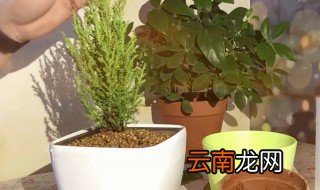 香松盆栽扦插方法 香松盆栽怎么扦插