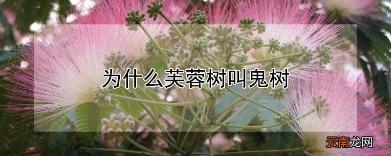 为什么芙蓉树叫鬼树