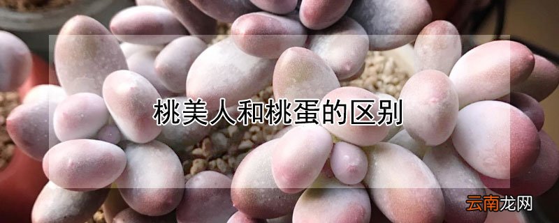 桃美人和桃蛋的区别