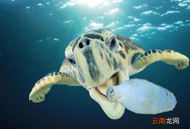 海龟、北极熊、蜂鸟…怎样在手腕上打造出一个“动物园”？