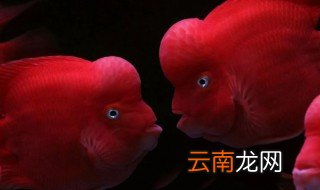 鹦鹉鱼能和哪些鱼混养 鹦鹉鱼可以跟什么鱼混养