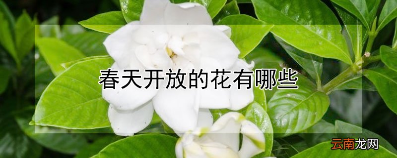 春天开放的花有哪些