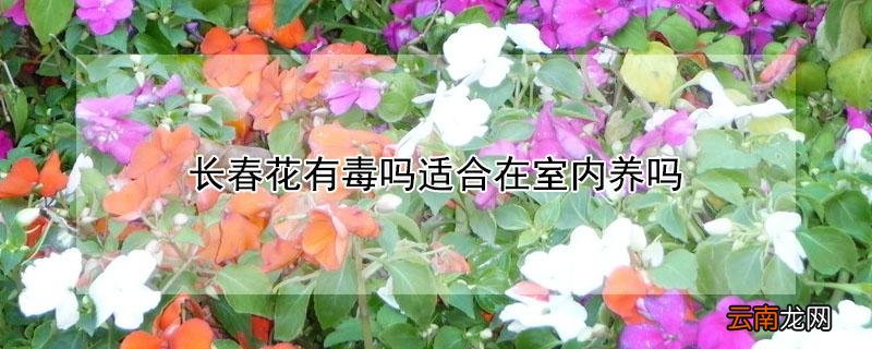 长春花有毒吗适合在室内养吗