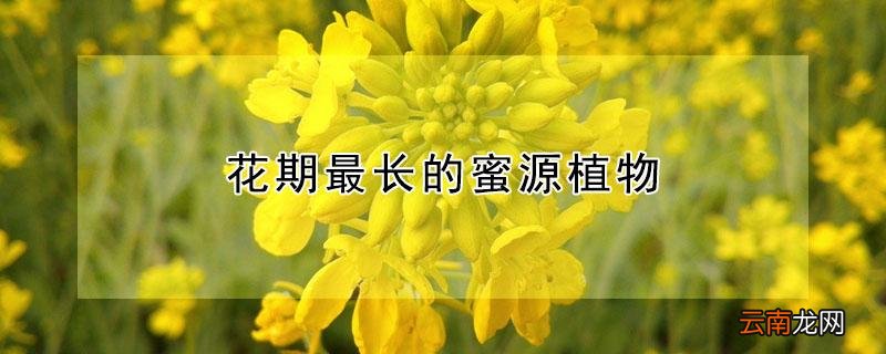 花期最长的蜜源植物