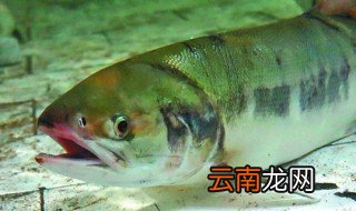 为什么河里的鱼养不活，为什么河里的小鱼养不活