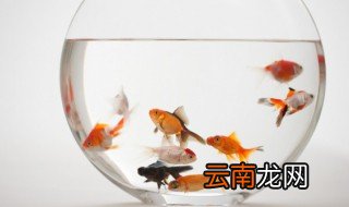 冬天金鱼几天换一次水 冬天金鱼几天换一次水?
