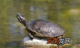为什么家里乌龟养不活，为什么家里面不能养乌龟
