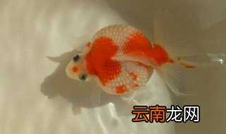 珍珠金鱼为什么总养不活 养珍珠金鱼的注意事项