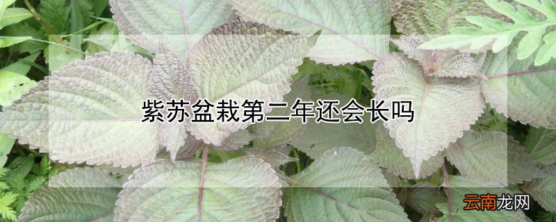 紫苏盆栽第二年还会长吗