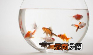 鹦鹉鱼起头是什么意思，鹦鹉鱼起头是怎么回事