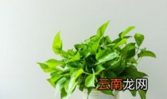 绿萝长时间不浇水会死吗 绿萝几天不浇水会死