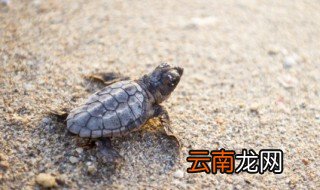 甲鱼在家里怎么养才不死 甲鱼养死了是不是不好