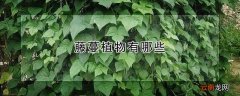 藤蔓植物有哪些