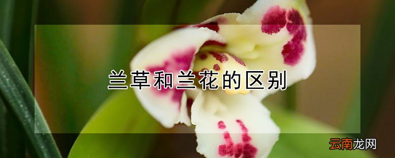 兰草和兰花的区别