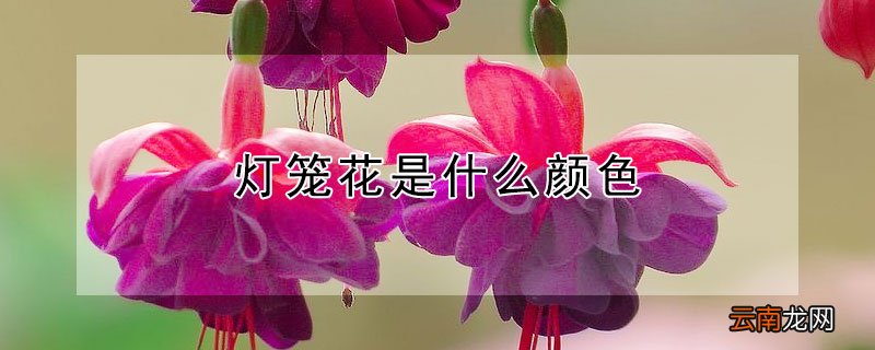 灯笼花是什么颜色