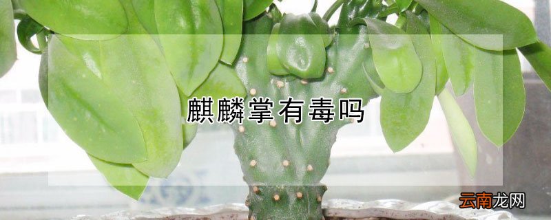 麒麟掌有毒吗
