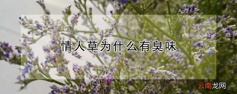 情人草为什么有臭味