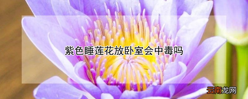 紫色睡莲花放卧室会中毒吗