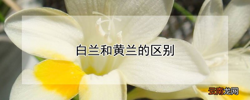 白兰和黄兰的区别