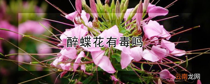 醉蝶花有毒吗