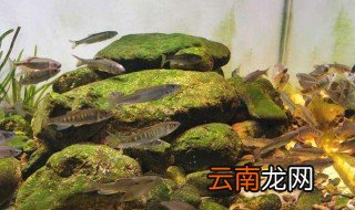 为什么马口鱼鱼缸养不活 为什么马口鱼不好活