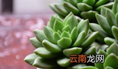 多肉立夏的种植方法 多肉立夏如何种植