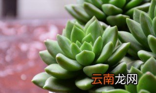 多肉立夏的种植方法 多肉立夏如何种植