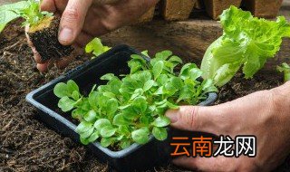 沈阳过了立夏适合种什么菜 沈阳适合种什么菜过了立夏