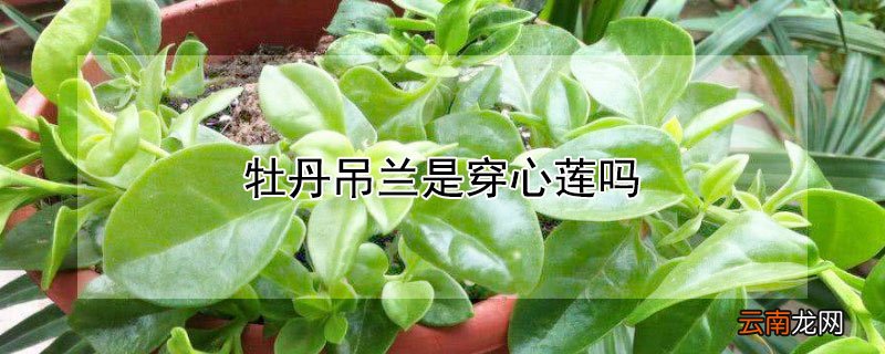 牡丹吊兰是穿心莲吗