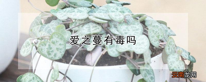 爱之蔓有毒吗