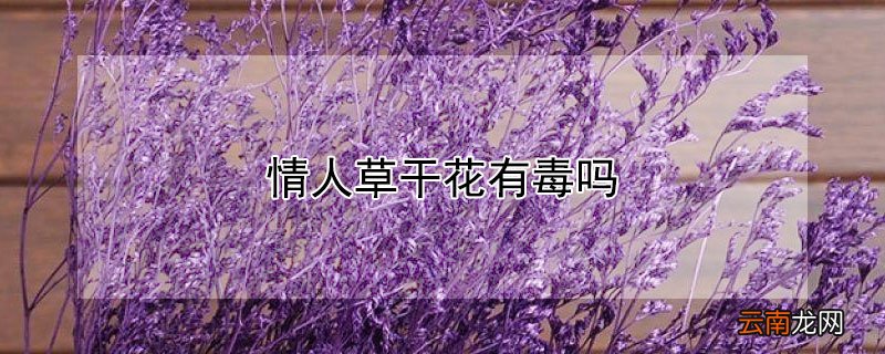 情人草干花有毒吗