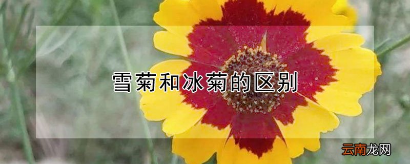 雪菊和冰菊的区别
