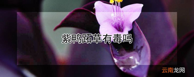 紫鸭跖草有毒吗