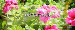 圆叶是什么花