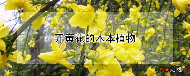 开黄花的木本植物