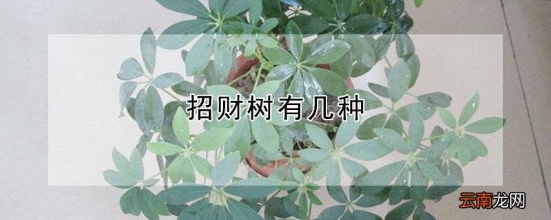 招财树有几种