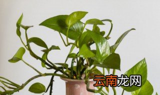 绿萝从土培到水培怎么弄，绿萝怎么进行水培