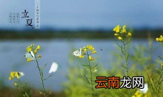 立夏的时候种月季树能种活吗 立夏能种月季吗